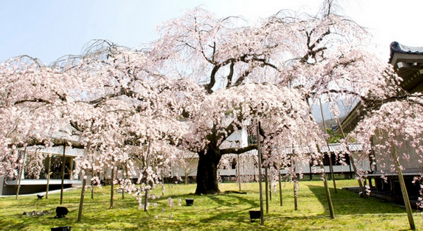 korea-sakura