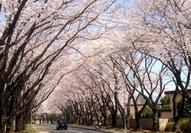 korea-sakuras